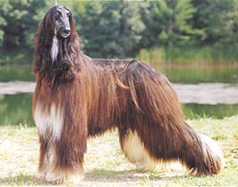 �����Ƒ��Ɍ}����O��