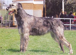 �����Ƒ��Ɍ}����O��