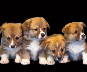 �����Ƒ��Ɍ}����O��