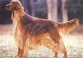 犬を家族に迎える前に